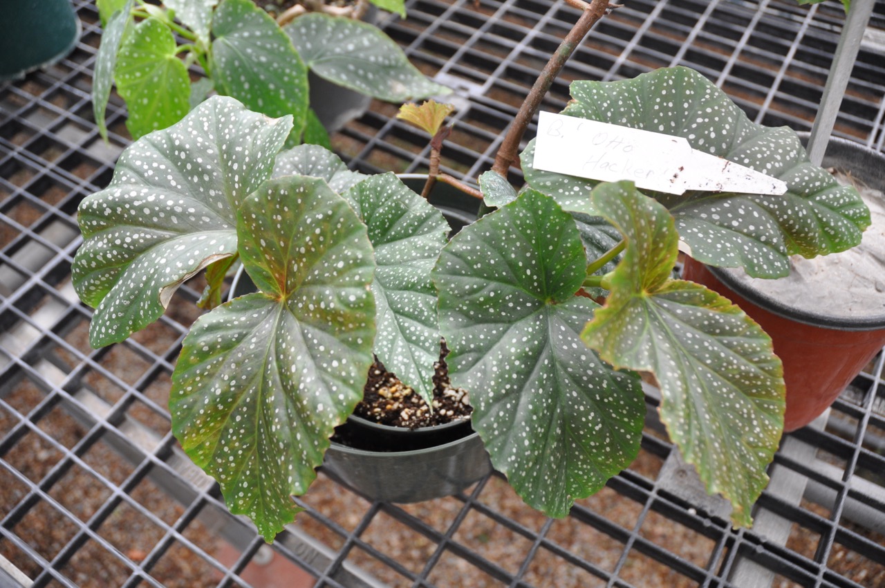B. ‘Otto Hacker’